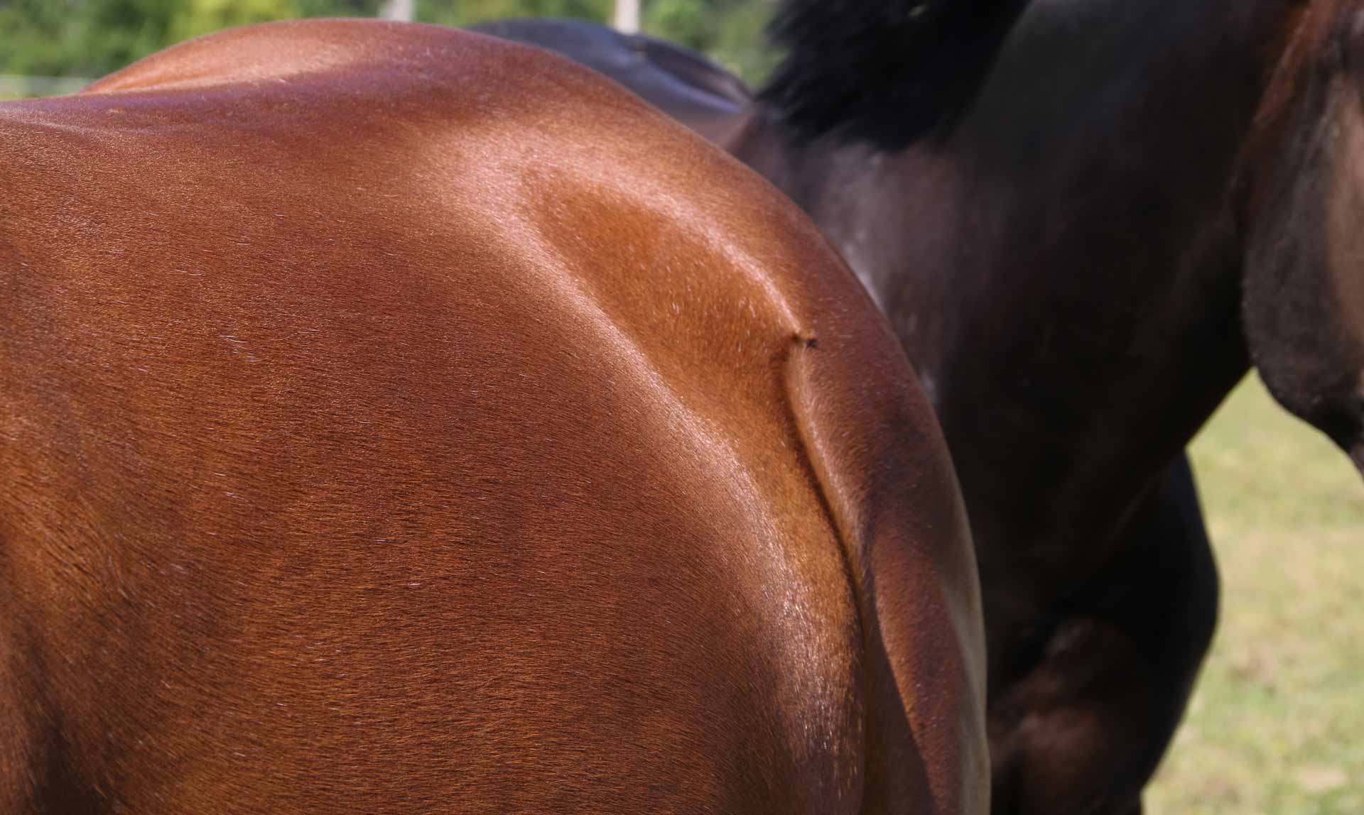 Header-flanc-cheval Nos écuries - Toulouse