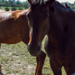 Cheval écuries Leslie Chardes