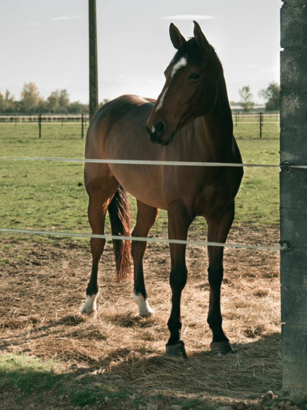 Vente chevaux - Dino