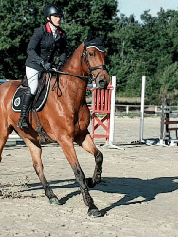 Vente chevaux - Flyer